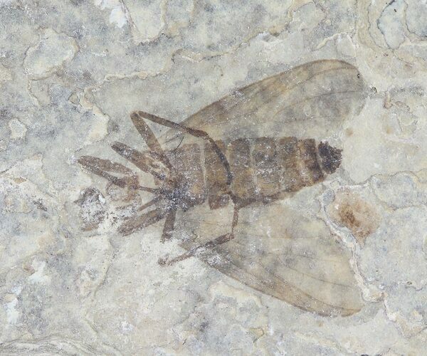 Fossil March Fly (Plecia) - Green River Formation #65075